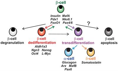 Loss of β-cell identity and dedifferentiation, not an irreversible process?